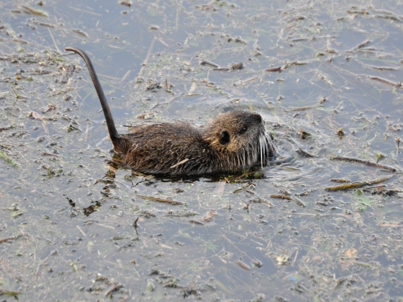 Myocastor coypus giovane - Fiume Sile